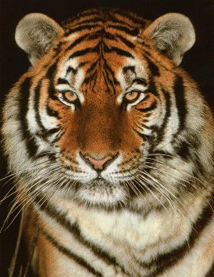 welcome on tijgeritorium!!!